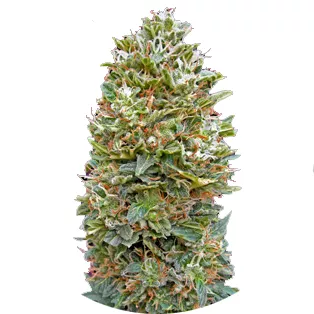Семена конопли сорта Bubble Gum Auto Fem.
