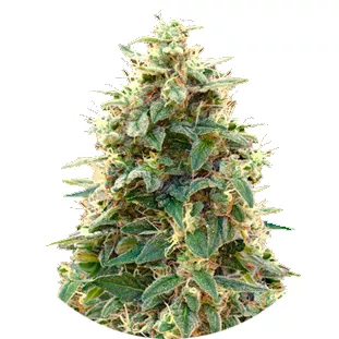 Семена конопли сорта Cheese Auto Fem.