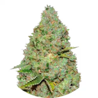 Семена конопли сорта Critical Auto Fem.