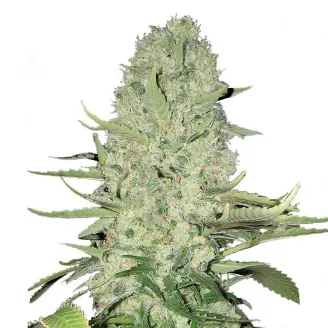 Семена марихуаны купить сорт White Widow Auto Fem.