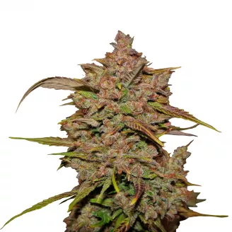 Семена марихуаны купить сорт Crystal Meth Auto Fem.