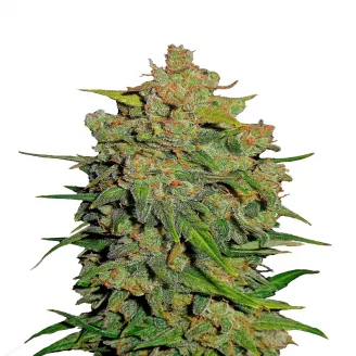Семена марихуаны купить сорт Lemon AK Auto Fem.